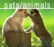 Pets/Animals